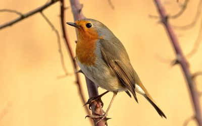 Stay and Play – Wednesday 6th January