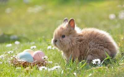 Stay and Play – Wednesday 31st March