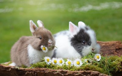 Stay and Play – Wednesday 14th April
